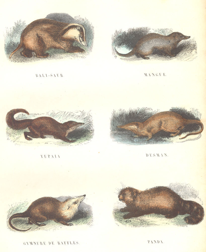 PREDATORS. Bali-Saur, Mango, Tupaia; Desman; Gymnure Raffles; Panda 1873 print